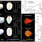 Strain-associated nanoscale fluctuating lithium transport within single-crystalline LiNi1/3Mn1/3Co1/3O2 cathode particles